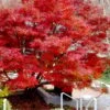 Glowing Embers Japanese Maple - 7 Gallon Pot (7'+) -Azaleas Store acer palmatum glowing embers japanese maple 20 1