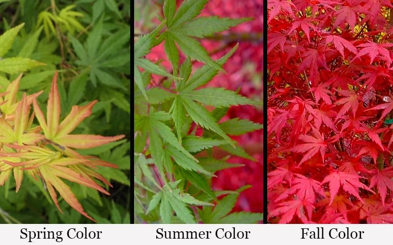 Glowing Embers Japanese Maple - 7 Gallon Pot (5-6') 6 Glowing Embers Japanese Maple - 7 Gallon Pot (5-6') - Image 4