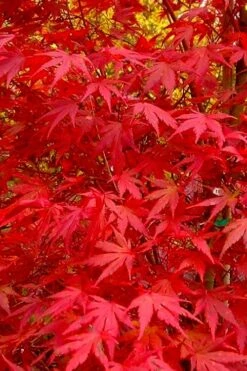 Glowing Embers Japanese Maple - 7 Gallon Pot (5-6') 18 Glowing Embers Japanese Maple - 7 Gallon Pot (5-6') -Azaleas Store acer palmatum glowing embers japanese maple 22