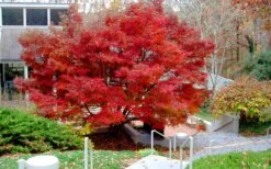 Glowing Embers Japanese Maple - 7 Gallon Pot (7'+) -Azaleas Store acer palmatum glowing embers japanese maple 24 1