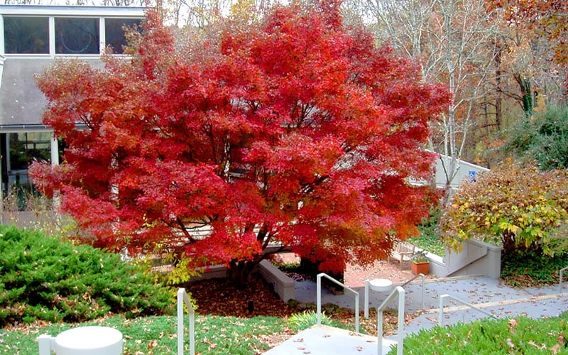 Glowing Embers Japanese Maple - 7 Gallon Pot (5-6') 11 Glowing Embers Japanese Maple - 7 Gallon Pot (5-6') - Image 9