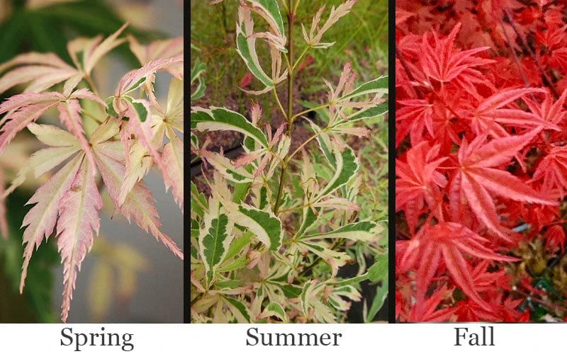 Hana Tsukasa Japanese Maple - 3 Gallon Pot (2-3') 6 Hana Tsukasa Japanese Maple - 3 Gallon Pot (2-3') - Image 4