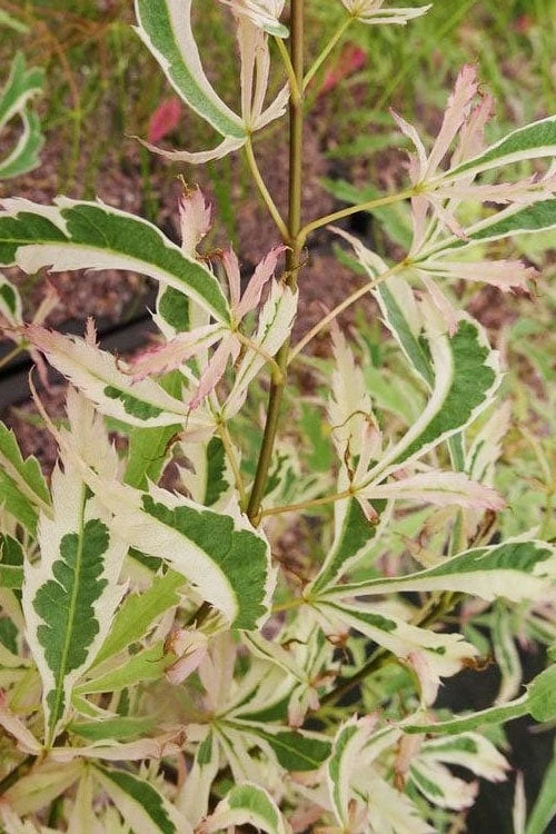 Hana Tsukasa Japanese Maple - 3 Gallon Pot (2-3') 8 Hana Tsukasa Japanese Maple - 3 Gallon Pot (2-3') - Image 6