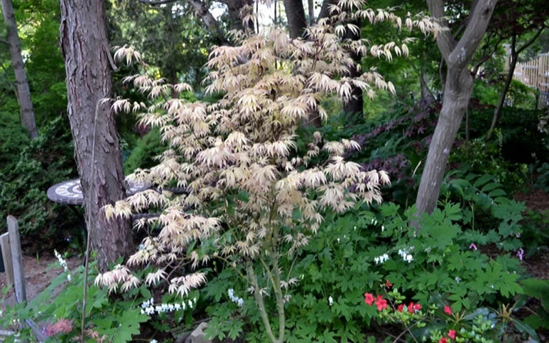 Hana Tsukasa Japanese Maple - 3 Gallon Pot (2-3') 7 Hana Tsukasa Japanese Maple - 3 Gallon Pot (2-3') - Image 5