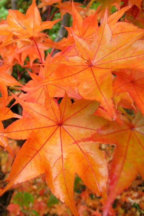 Azaleas Store 20 Azaleas Store -Azaleas Store acer palmatum hogyoku japanese maple 1