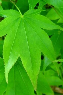 Hogyoku Japanese Maple - 1 Gallon Pot -Azaleas Store acer palmatum hogyoku japanese maple 4