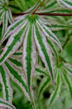 Ikandi Japanese Maple - 3 Gallon Pot (4-5') -Azaleas Store acer palmatum ikandi japanese maple 10