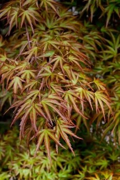 Eagle's Claw Japanese Maple - (Acer Palmatum 'Kamagata') - 3 Gallon Pot -Azaleas Store acer palmatum kamagata eagles claw japanese maple 2