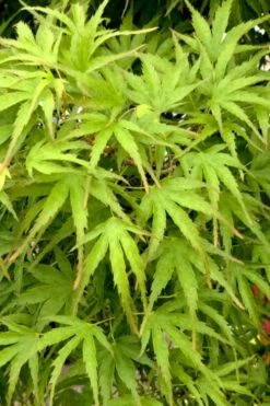 Eagle's Claw Japanese Maple - (Acer Palmatum 'Kamagata') - 3 Gallon Pot -Azaleas Store acer palmatum kamagata eagles claw japanese maple 3