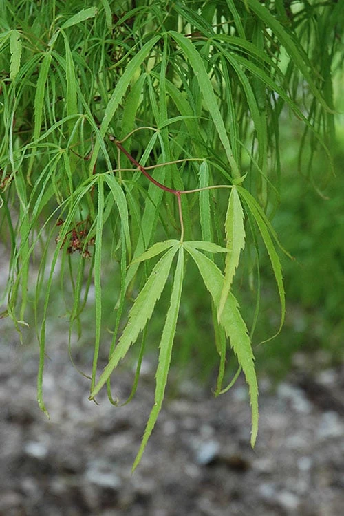 Koto No Ito Japanese Maple - 1 Gallon Pot 6 Koto No Ito Japanese Maple - 1 Gallon Pot - Image 5