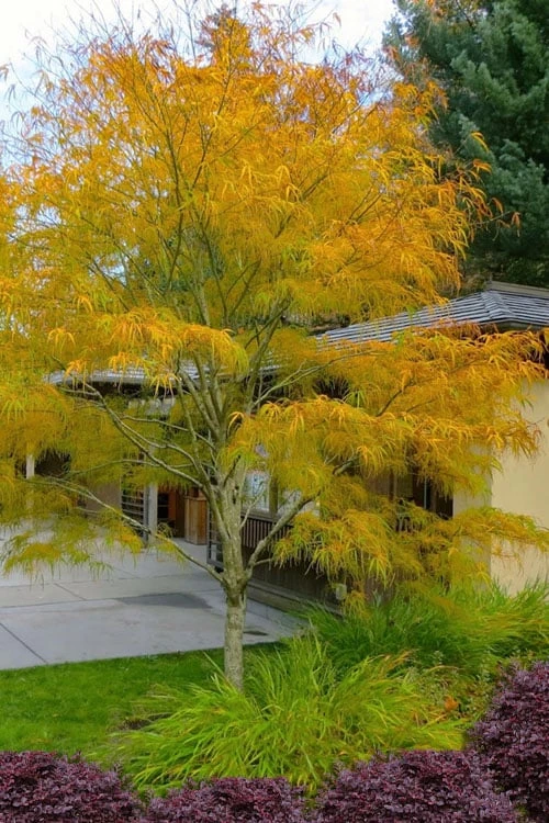 Koto No Ito Japanese Maple - 1 Gallon Pot 2 Koto No Ito Japanese Maple - 1 Gallon Pot