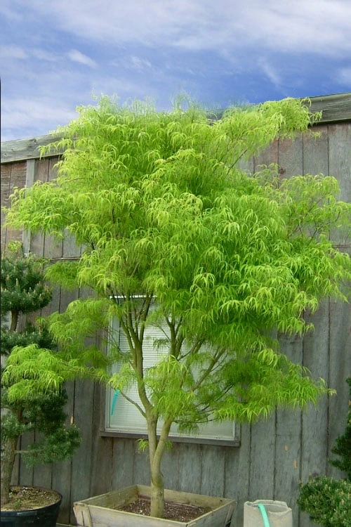 Koto No Ito Japanese Maple - 1 Gallon Pot 9 Koto No Ito Japanese Maple - 1 Gallon Pot - Image 8