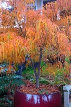 Koto No Ito Japanese Maple - 1 Gallon Pot 14 Koto No Ito Japanese Maple - 1 Gallon Pot -Azaleas Store acer palmatum koto no ito japanese maple 14