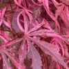 Lileeanne's Jewel Pink Leaf Japanese Maple - 1 Gallon Pot 1 Lileeanne's Jewel Pink Leaf Japanese Maple - 1 Gallon Pot -Azaleas Store acer palmatum lileeannes jewel 5