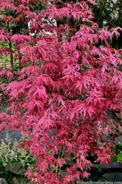 Lileeanne's Jewel Pink Leaf Japanese Maple - 1 Gallon Pot 10 Lileeanne's Jewel Pink Leaf Japanese Maple - 1 Gallon Pot -Azaleas Store acer palmatum lileeannes jewel 6
