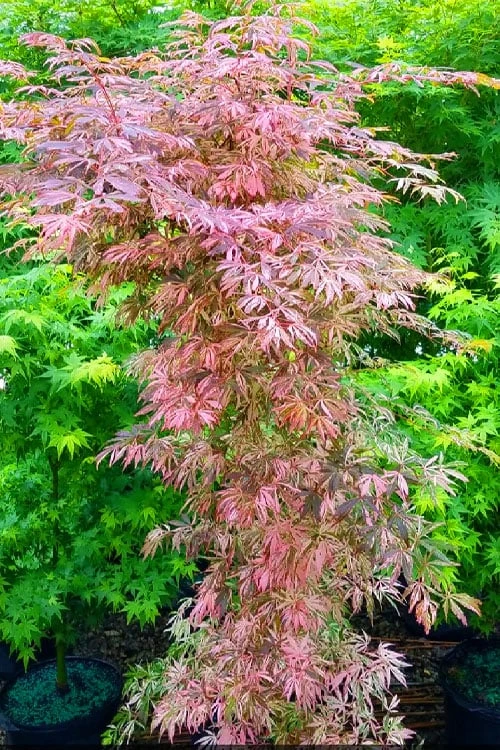 Lileeanne's Jewel Pink Leaf Japanese Maple - 1 Gallon Pot 7 Lileeanne's Jewel Pink Leaf Japanese Maple - 1 Gallon Pot - Image 5