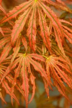 Crescent Moon Japanese Maple (Acer Palmatum 'Mikazuki') - 3 Gallon Pot (5-6') -Azaleas Store acer palmatum mikazuki japanese maple 4
