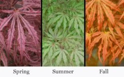 Crescent Moon Japanese Maple (Acer Palmatum 'Mikazuki') - 3 Gallon Pot (5-6') -Azaleas Store acer palmatum mikazuki japanese maple 5