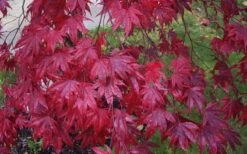Moonfire Japanese Maple - 5 Gallon Pot 13 Moonfire Japanese Maple - 5 Gallon Pot -Azaleas Store acer palmatum moonfire japanese maple 3