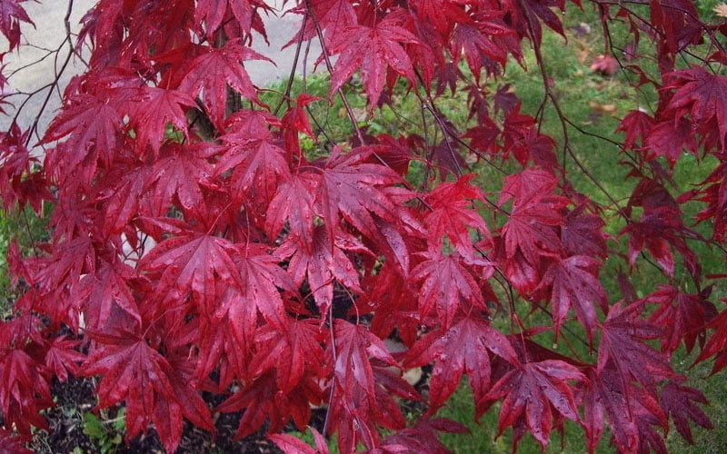 Moonfire Japanese Maple - 5 Gallon Pot 8 Moonfire Japanese Maple - 5 Gallon Pot - Image 6