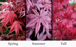 Moonfire Japanese Maple - 5 Gallon Pot 11 Moonfire Japanese Maple - 5 Gallon Pot -Azaleas Store acer palmatum moonfire japanese maple 4