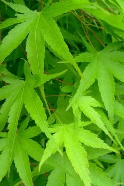 Pine Bark Japanese Maple (Acer Palmatum 'Nishiki Gawa) - 1 Gallon Pot 17 Pine Bark Japanese Maple (Acer Palmatum 'Nishiki Gawa) - 1 Gallon Pot -Azaleas Store acer palmatum nishiki gawa pine bark japanese maple 4