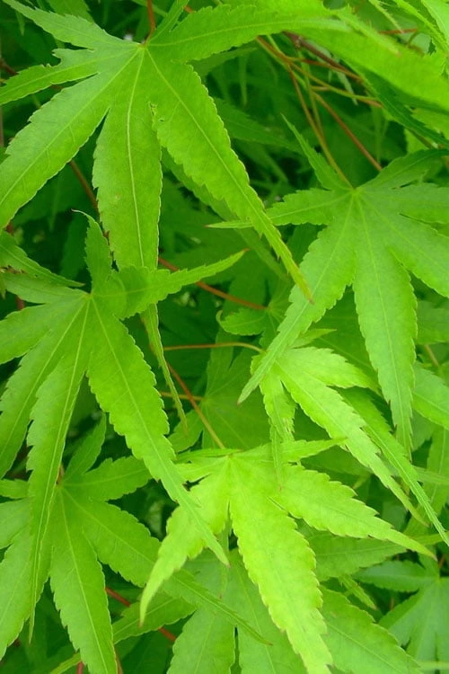 Pine Bark Japanese Maple (Acer Palmatum 'Nishiki Gawa) - 1 Gallon Pot 10 Pine Bark Japanese Maple (Acer Palmatum 'Nishiki Gawa) - 1 Gallon Pot - Image 8