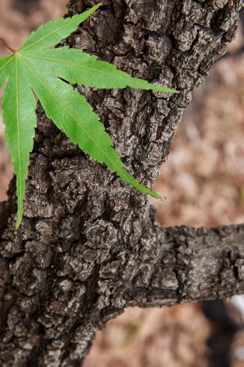 Pine Bark Japanese Maple (Acer Palmatum 'Nishiki Gawa) - 1 Gallon Pot 3 Pine Bark Japanese Maple (Acer Palmatum 'Nishiki Gawa) - 1 Gallon Pot