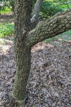 Pine Bark Japanese Maple (Acer Palmatum 'Nishiki Gawa) - 1 Gallon Pot 14 Pine Bark Japanese Maple (Acer Palmatum 'Nishiki Gawa) - 1 Gallon Pot -Azaleas Store acer palmatum nishiki gawa pine bark japanese maple 8