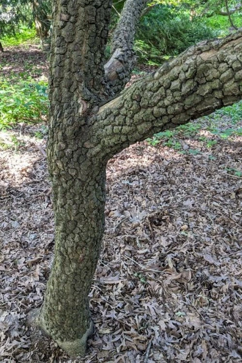 Pine Bark Japanese Maple (Acer Palmatum 'Nishiki Gawa) - 1 Gallon Pot 7 Pine Bark Japanese Maple (Acer Palmatum 'Nishiki Gawa) - 1 Gallon Pot - Image 5