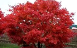 Pine Bark Japanese Maple (Acer Palmatum 'Nishiki Gawa) - 1 Gallon Pot 16 Pine Bark Japanese Maple (Acer Palmatum 'Nishiki Gawa) - 1 Gallon Pot -Azaleas Store acer palmatum nishiki gawa pine bark japanese maple 9