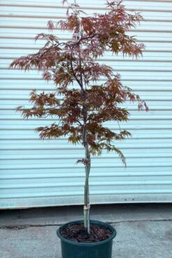 'Orangeola' Weeping Japanese Maple - Spiral Trunk - 3 Gallon Pot -Azaleas Store acer palmatum orangeola spiral form japanese maple 2
