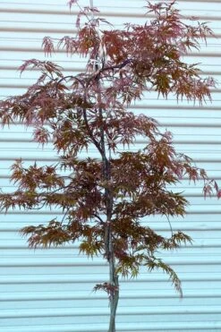 'Orangeola' Weeping Japanese Maple - Spiral Trunk - 3 Gallon Pot -Azaleas Store acer palmatum orangeola spiral trunk japanese maple 1