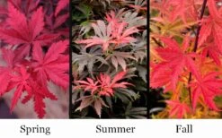 Orion Dwarf Red Japanese Maple - 5 Gallon Pot -Azaleas Store acer palmatum orion japanese maple 10