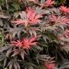Orion Dwarf Red Japanese Maple - 5 Gallon Pot -Azaleas Store acer palmatum orion japanese maple 5