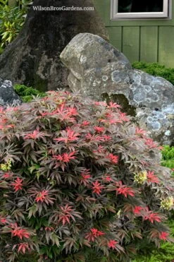 Orion Dwarf Red Japanese Maple - 5 Gallon Pot -Azaleas Store acer palmatum orion japanese maple 7