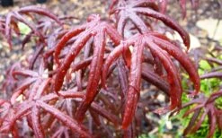 Peve's Starfish Japanese Maple - 3 Gallon Pot -Azaleas Store acer palmatum peves starfish japanese maple 10