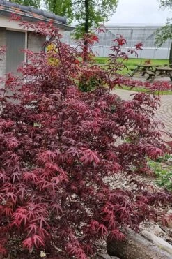 Peve's Starfish Japanese Maple - 3 Gallon Pot -Azaleas Store acer palmatum peves starfish japanese maple 12