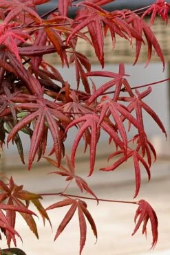 Peve's Starfish Japanese Maple - 3 Gallon Pot -Azaleas Store acer palmatum peves starfish japanese maple 13