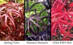 Peve's Starfish Japanese Maple - 3 Gallon Pot -Azaleas Store acer palmatum peves starfish japanese maple 2