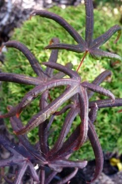 Peve's Starfish Japanese Maple - 3 Gallon Pot -Azaleas Store acer palmatum peves starfish japanese maple 3