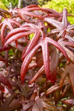 Peve's Starfish Japanese Maple - 3 Gallon Pot -Azaleas Store acer palmatum peves starfish japanese maple 4