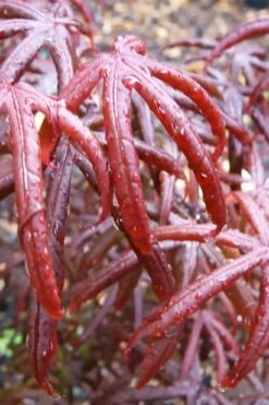 Peve's Starfish Japanese Maple - 3 Gallon Pot -Azaleas Store acer palmatum peves starfish japanese maple 9