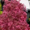 Pink Ballerina Japanese Maple - 1 Gallon Pot -Azaleas Store acer palmatum pink ballerina 10