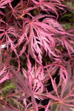 Pink Ballerina Japanese Maple - 1 Gallon Pot -Azaleas Store acer palmatum pink ballerina 3