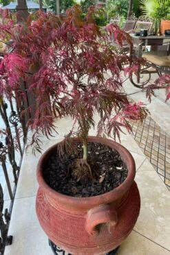 Pink Ballerina Japanese Maple - 1 Gallon Pot -Azaleas Store acer palmatum pink ballerina japanese maple 4