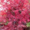 Pung Kil Japanese Maple - 3 Gallon Pot