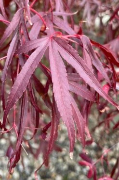 Pung Kil Japanese Maple - 3 Gallon Pot -Azaleas Store acer palmatum pung kil japanese maple 3
