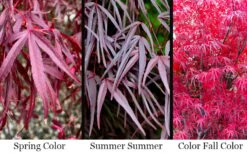 Pung Kil Japanese Maple - 3 Gallon Pot -Azaleas Store acer palmatum pung kil japanese maple 4