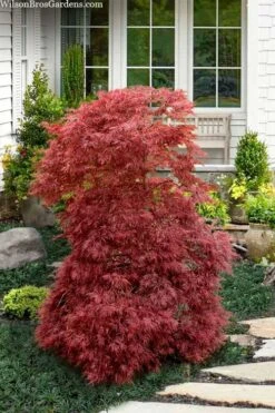 Red Filigree Lace Weeping Japanese Maple - 3 Gallon Pot